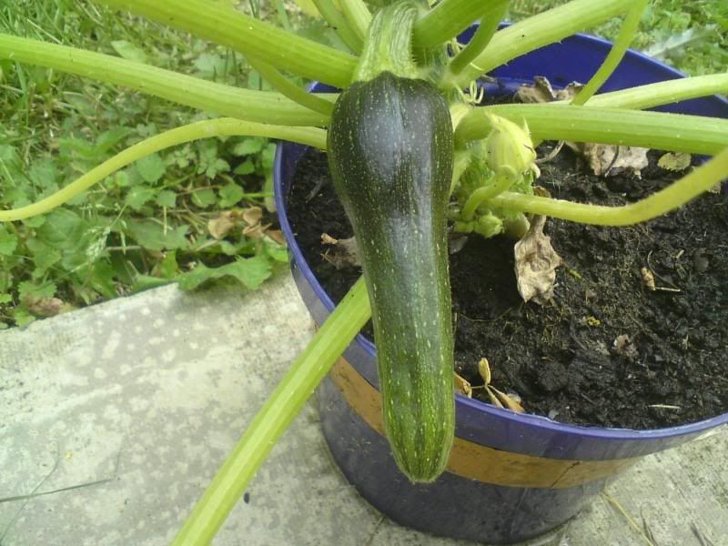 courgette plant probs